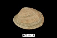 藏品(海瓜子簾蛤)的圖片